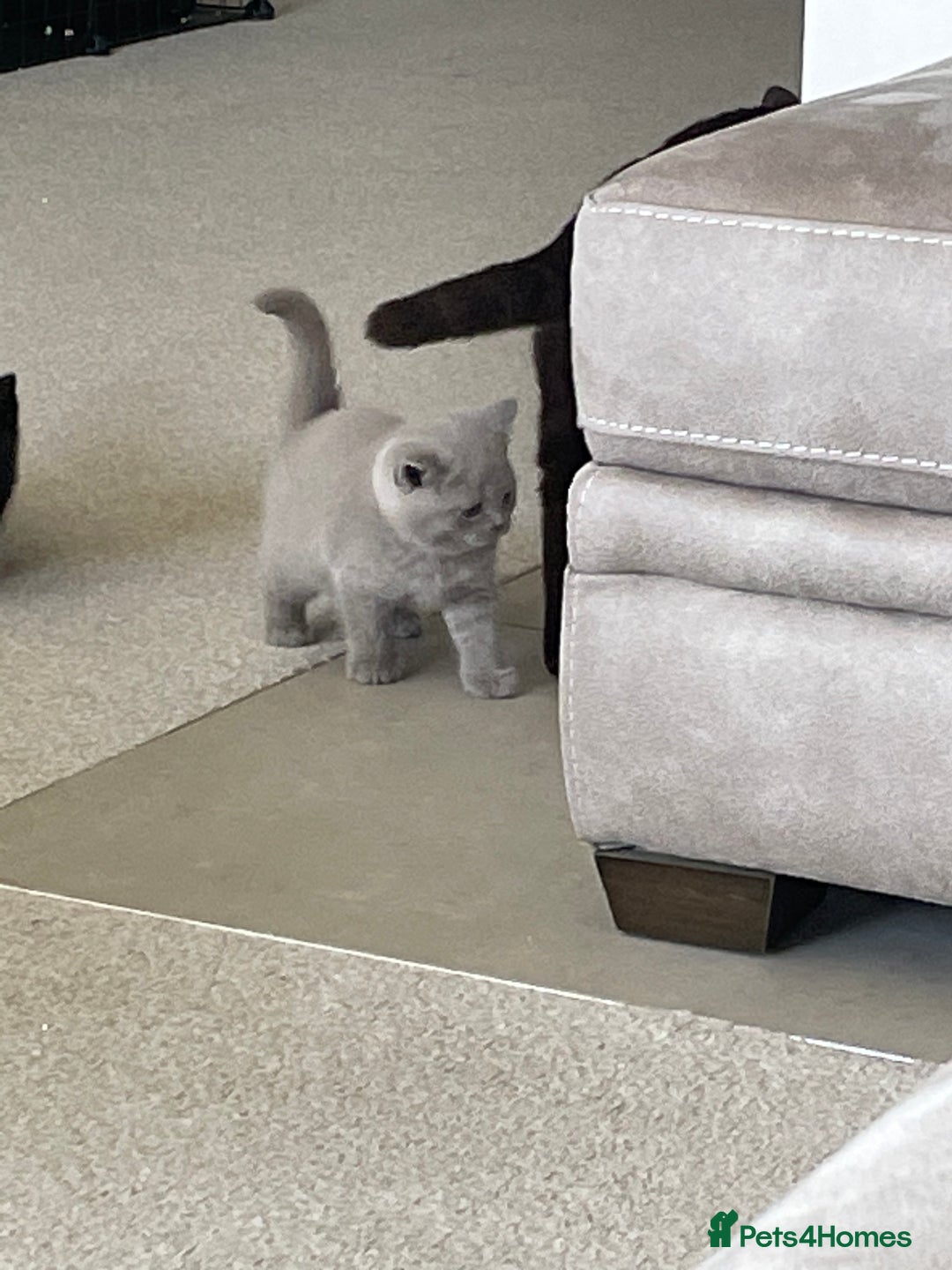British Shorthair cats for sale: GCCF  black little girl remaining  - Image 8