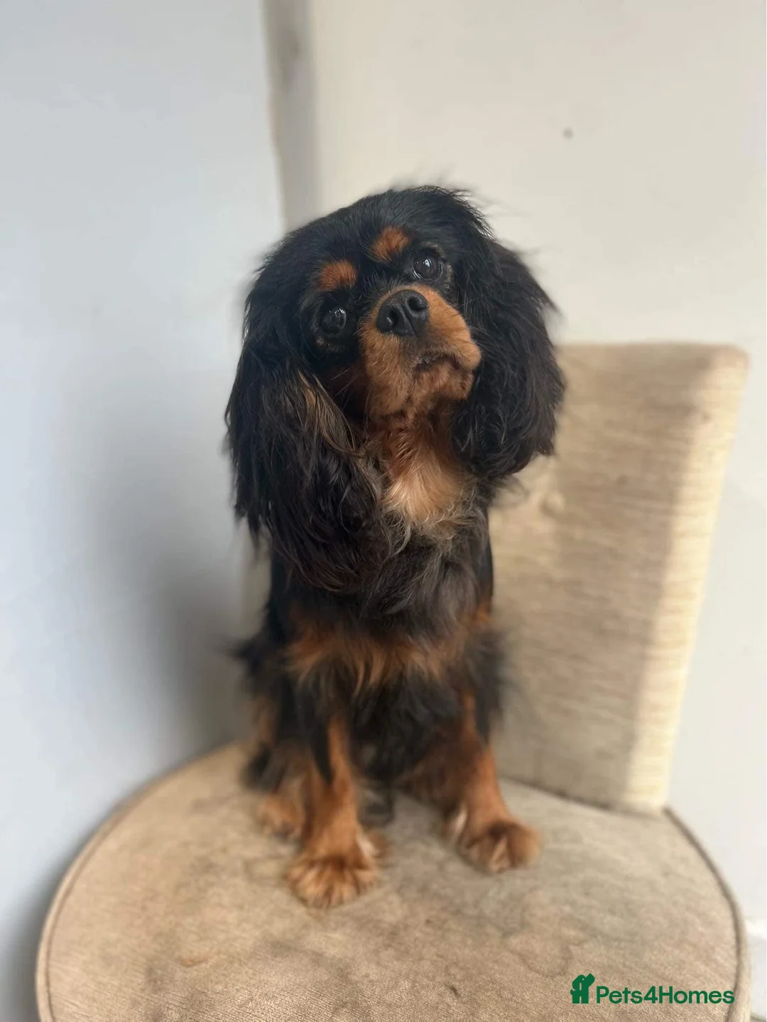 Cavalier King Charles Spaniel dogs for stud: KC-Health tested Cavalier King Charles Stud in Doncaster - Advert 7