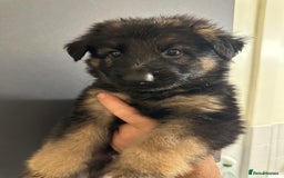 German Shepherd dogs for sale: German shepherd  - Image 5