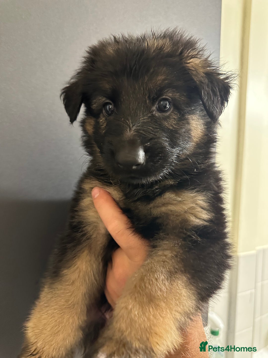 German Shepherd dogs for sale: German shepherd  - Image 5
