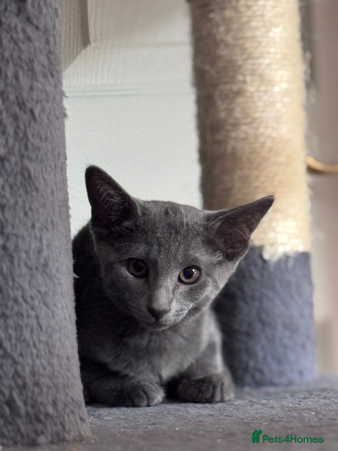 Mixed Breed cats for sale: Ready now! Oriental x British shorthair kittens - Image 38