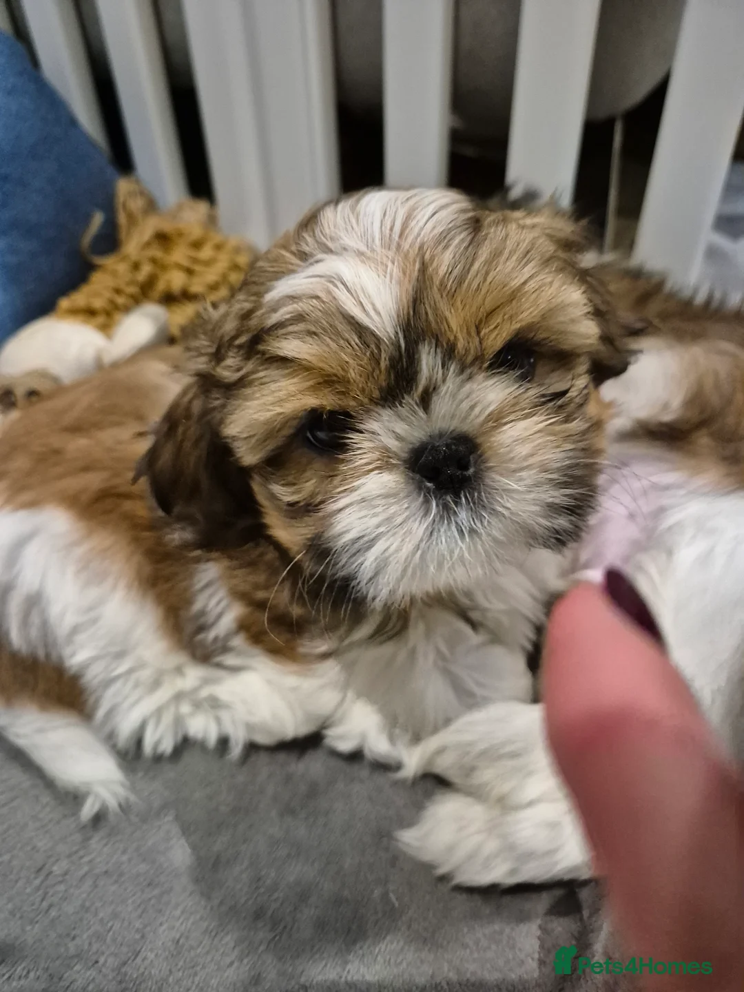 Shih Tzu dogs for sale: KC Registered Shih Tzu Puppies - Home Raised - Advert 6
