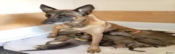Mixed Breed dogs for sale: Belgian Malinois X Greyhound  - Advert 1