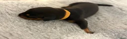 Dobermann dogs for sale: KC Registered Doberman | 91 Champions in Parents - Advert 2