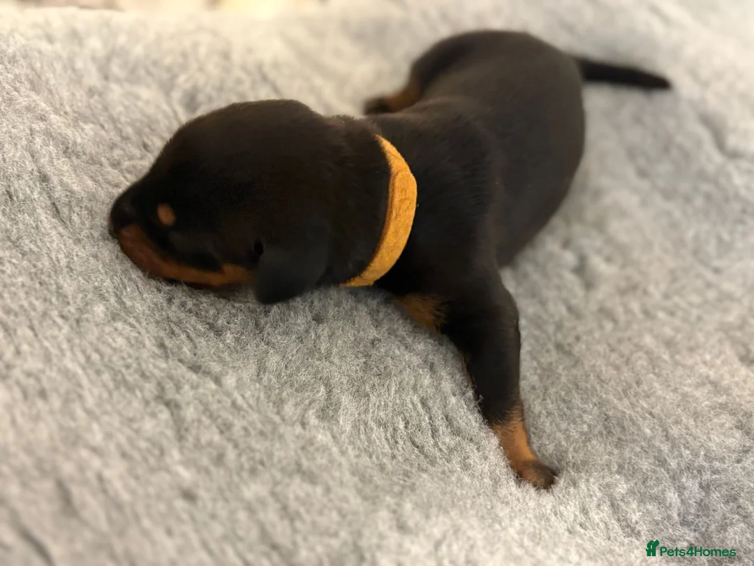 Dobermann dogs for sale: KC Registered Doberman | 91 Champions in Parents - Advert 2