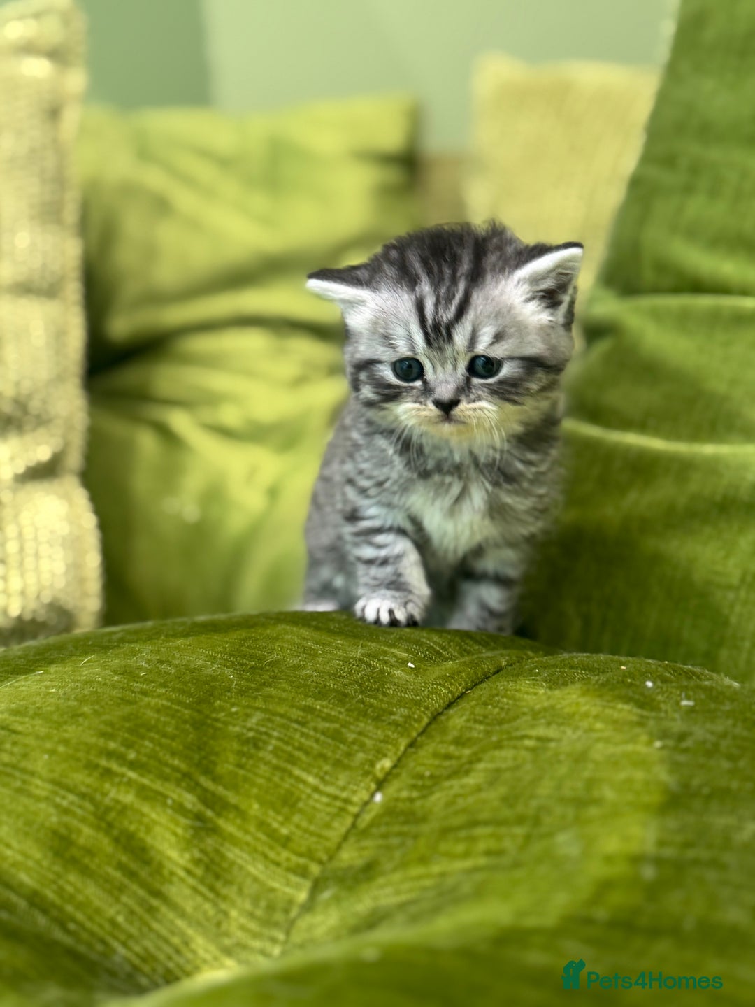 Scottish Fold cats for sale: Scottish straights  - Image 9