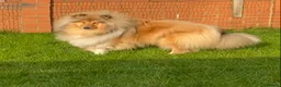 Rough Collie dogs for sale: Rough collie  - Advert 2