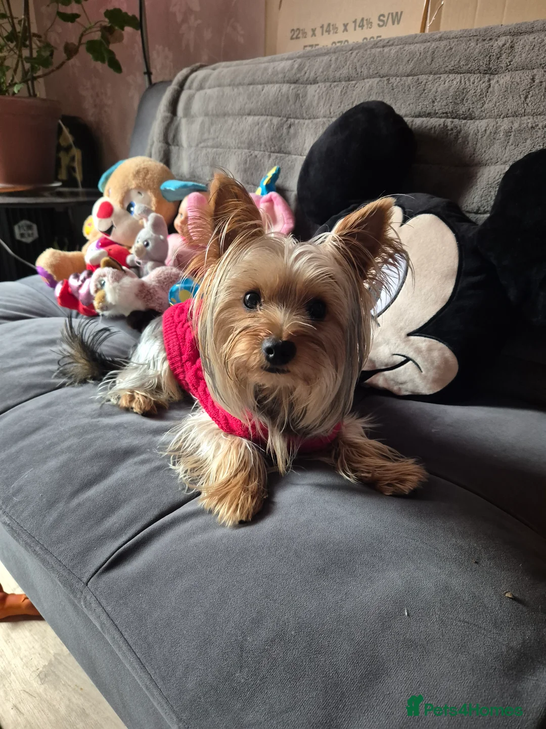 Yorkshire Terrier dogs for stud: Whisky search for love - Advert 6