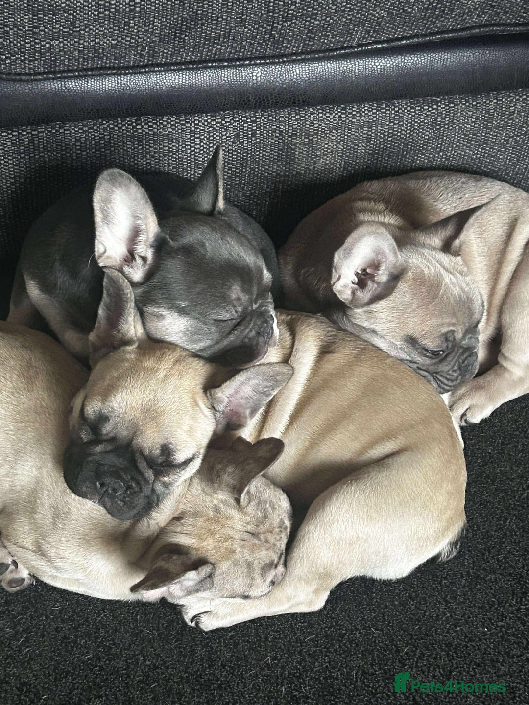 French Bulldog dogs for sale: French bulldog puppies - Image 5