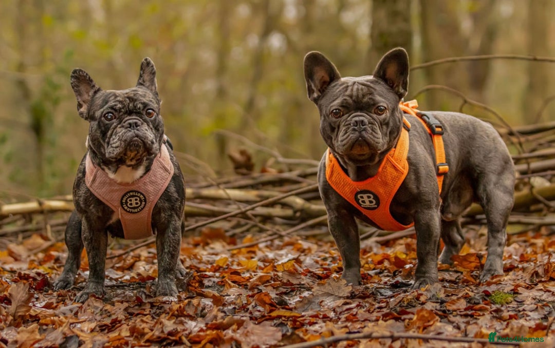 French Bulldog dogs for sale: French bulldog puppies  - Image 9