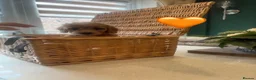 Cockapoo dogs for sale: Cockapoo puppy’s  - Advert 10