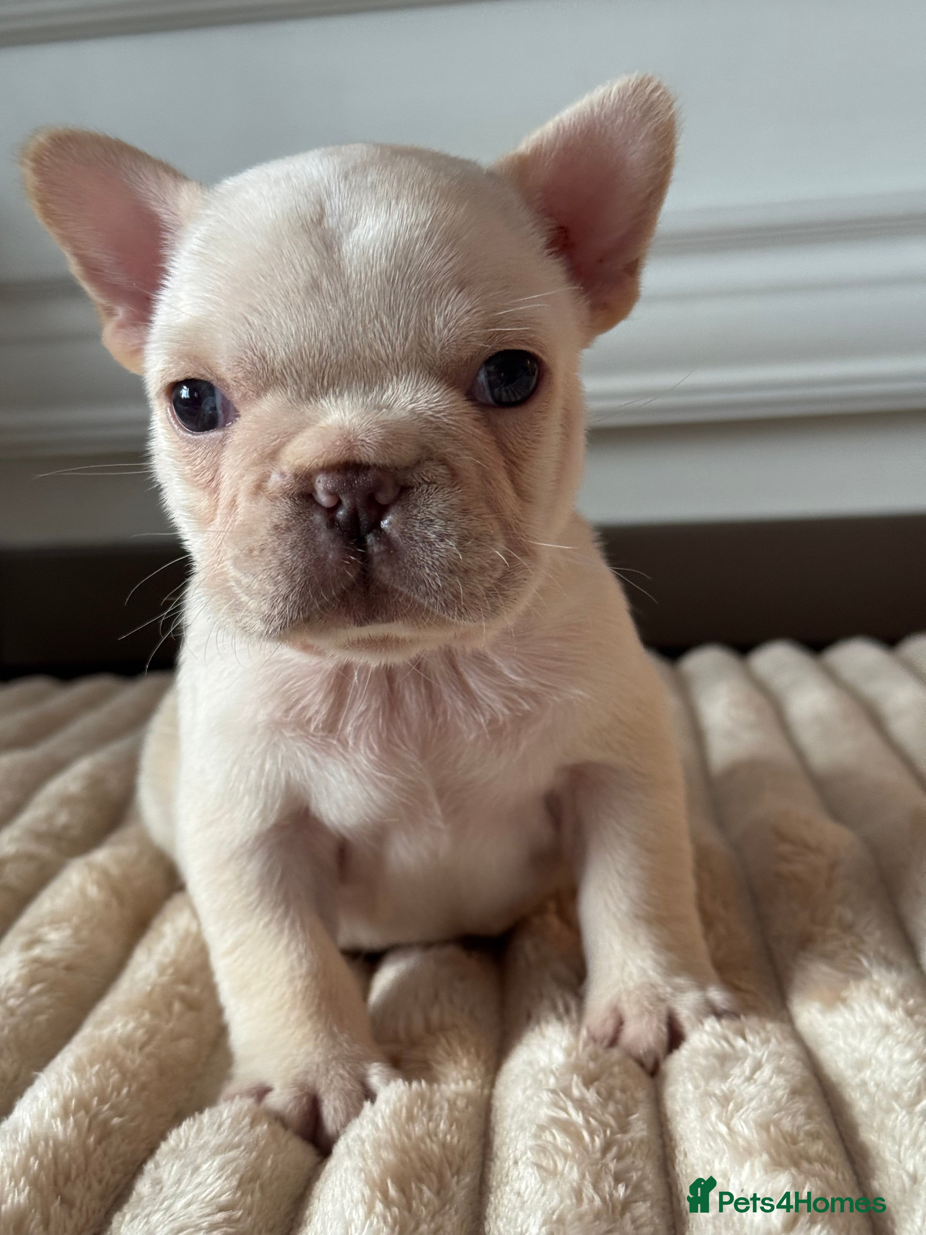 French Bulldog dogs AMAZING QUALITY FRENCH BULLDOG PUPS  - Advert 3