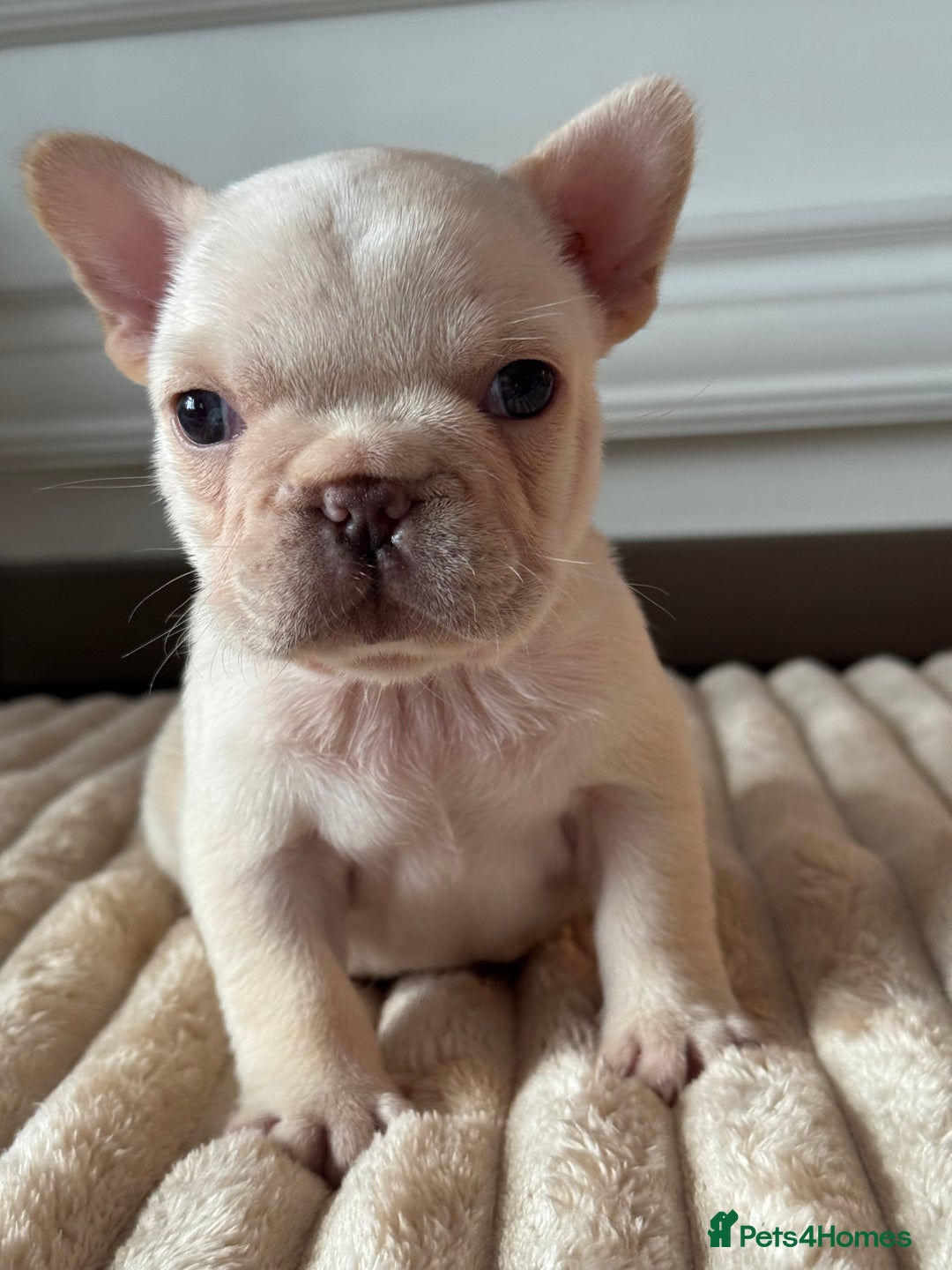 French Bulldog dogs for sale: AMAZING QUALITY FRENCH BULLDOG PUPS  - Advert 4