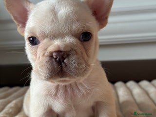 French Bulldog dogs AMAZING QUALITY FRENCH BULLDOG PUPS - Advert 7