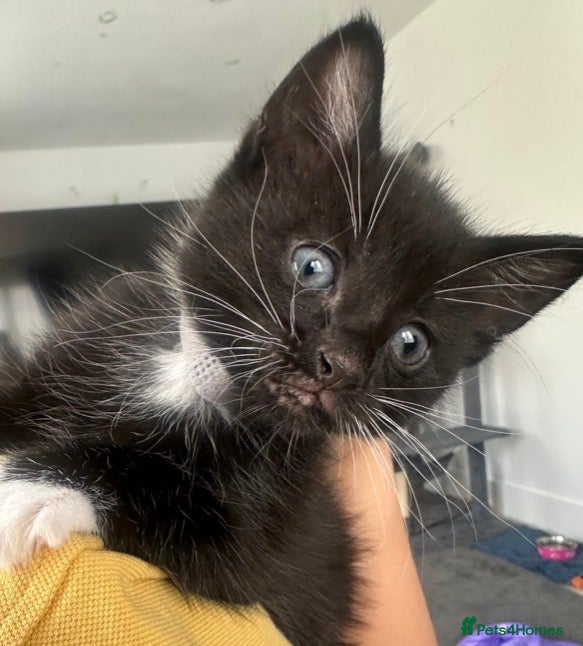 Bombay cats 5 Bombay cross Kittens - Advert 6