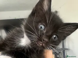 Bombay cats 5 Bombay cross Kittens - Advert 1