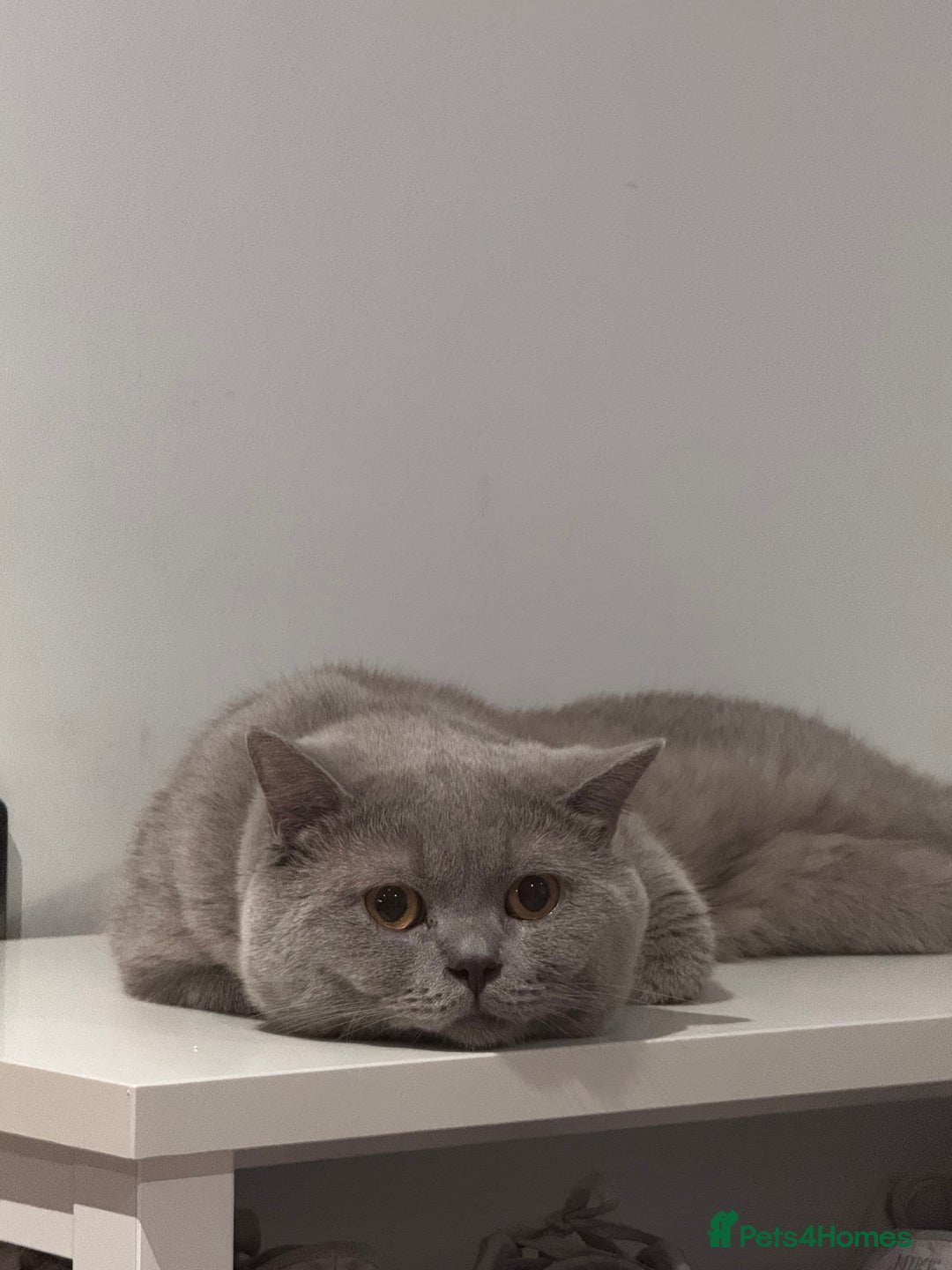British Shorthair cats for sale: 2 BSH cat for sale - Advert 9