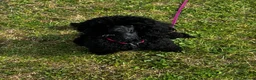 Miniature Poodle dogs for sale: Female poodle - Advert 5