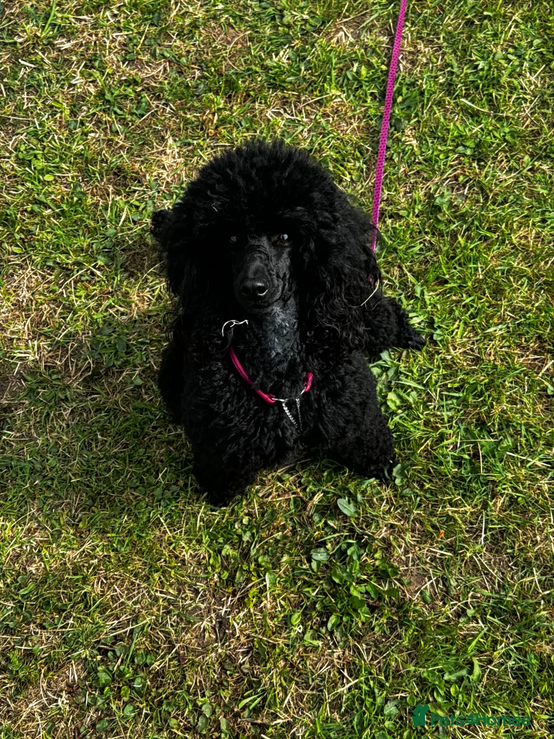 Miniature Poodle dogs for sale: Female poodle - Advert 5