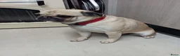 Pug dogs for sale: Pugs  - Advert 18