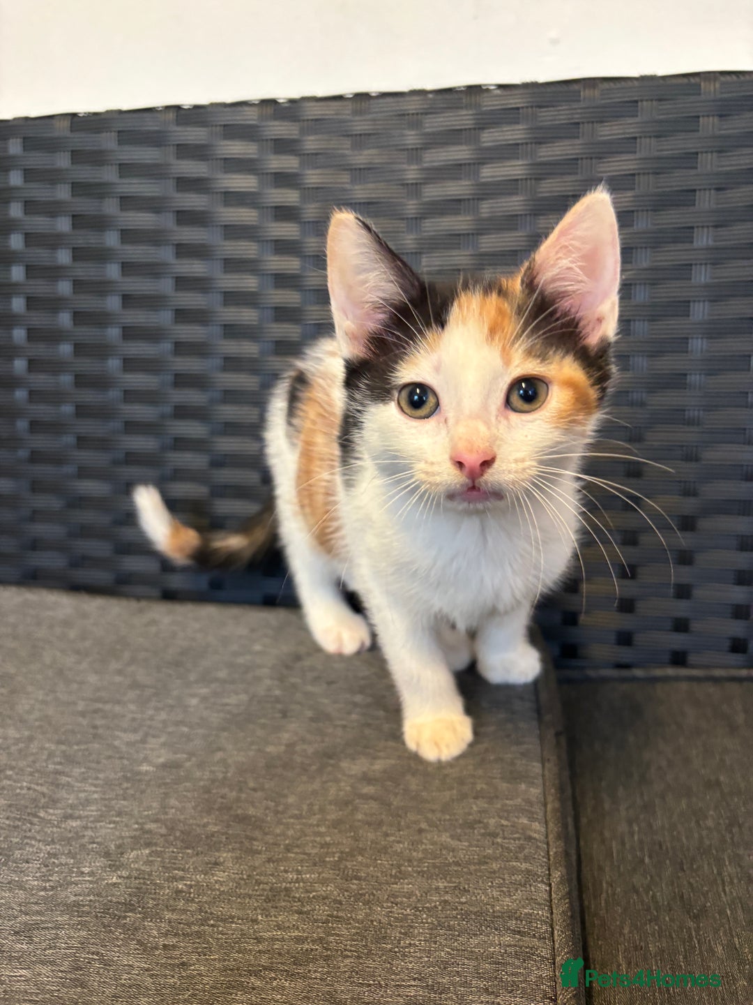 Mixed Breed cats for sale: Female Calico Kitten - Image 3