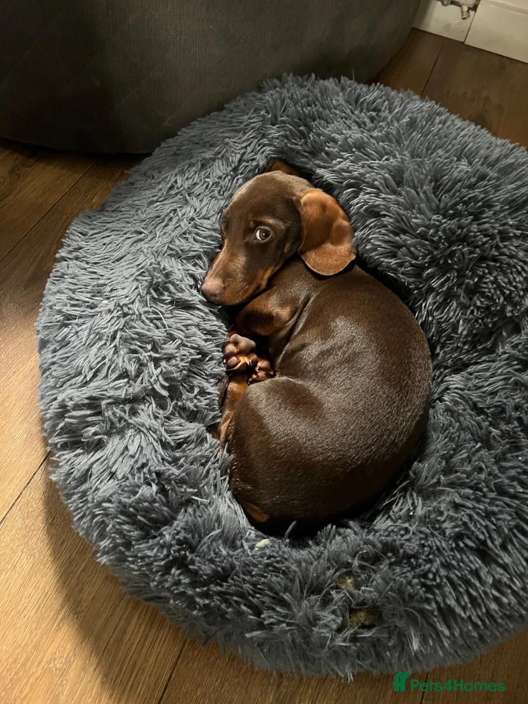 Miniature Dachshund dogs for sale: Miniature Dachshund Male  - Advert 4