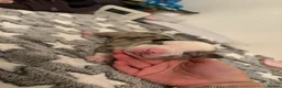American Bully dogs for sale: Pocket Bullys - Advert 13