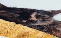 Mixed Breed cats for sale: Two cats in need of a new home. - Image 3