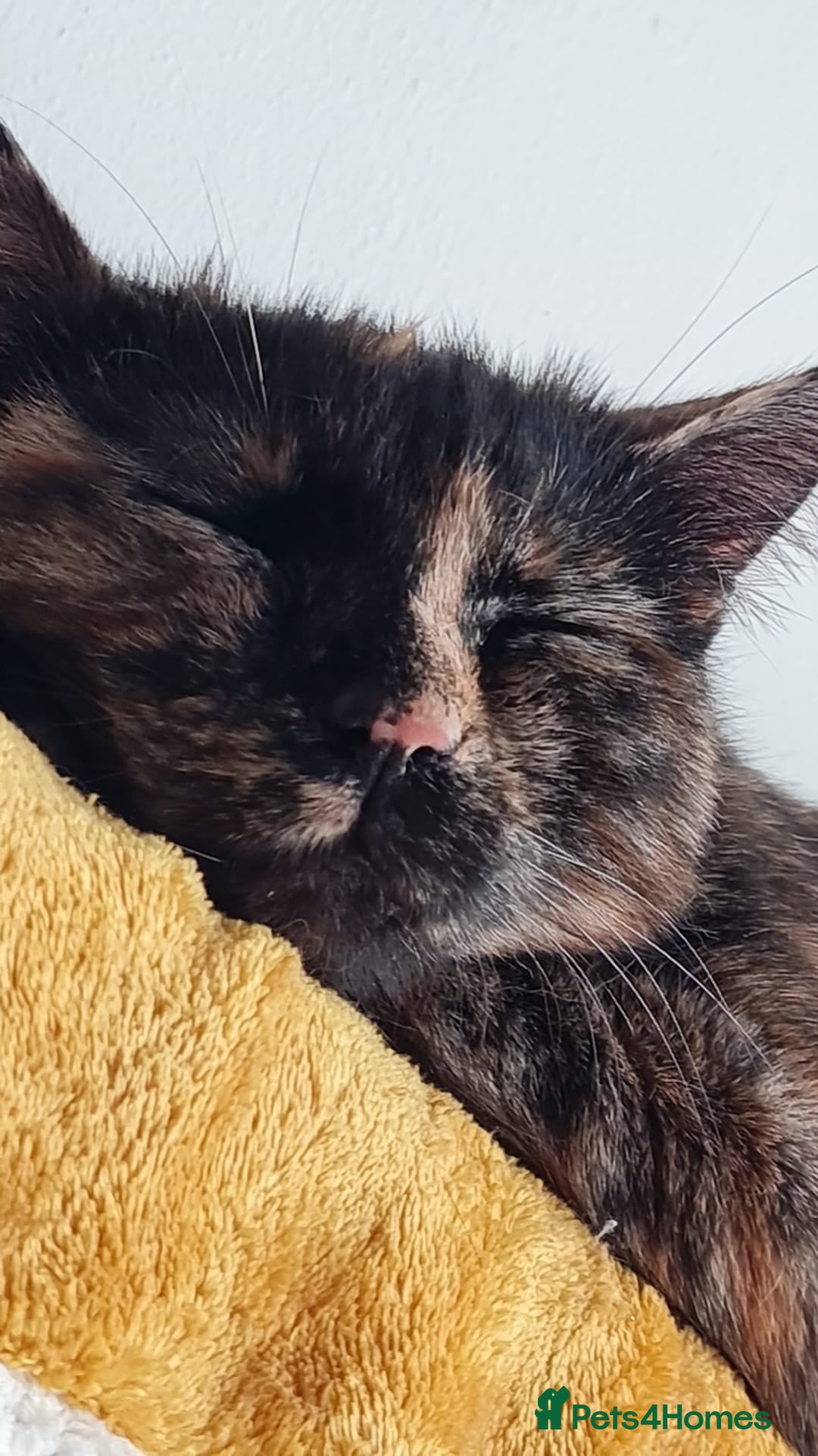Mixed Breed cats for sale: Two cats in need of a new home. - Image 3