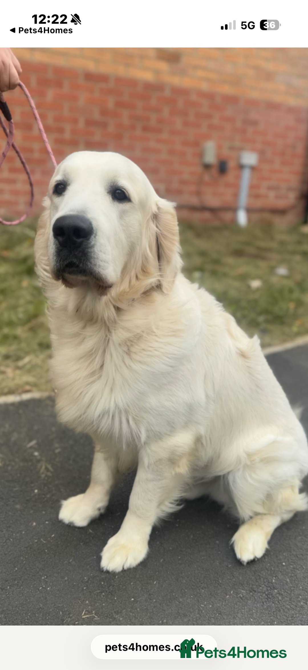 Golden Retriever dogs for sale: KC REGISTERED CREAM GOLDEN RETRIEVERS. - Advert 6
