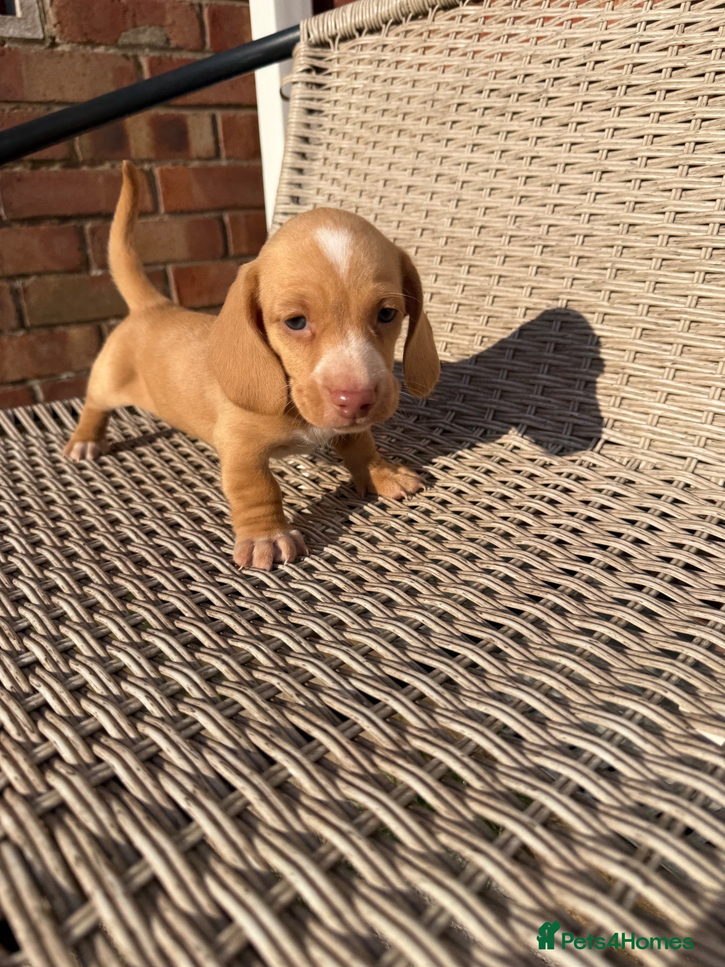 Miniature Dachshund dogs Adorable miniature dachshund  - Advert 4