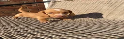 Miniature Dachshund dogs for sale: Long haired miniature dachshund - Advert 5