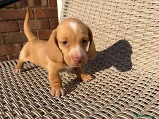 Miniature Dachshund dogs Adorable miniature dachshund - Advert 4