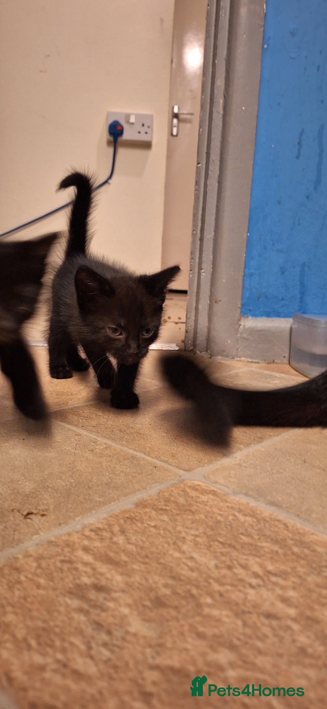 Mixed Breed cats for sale: 🐾 5 Gorgeous Kittens Ready for New Homes 🐾 - Image 9