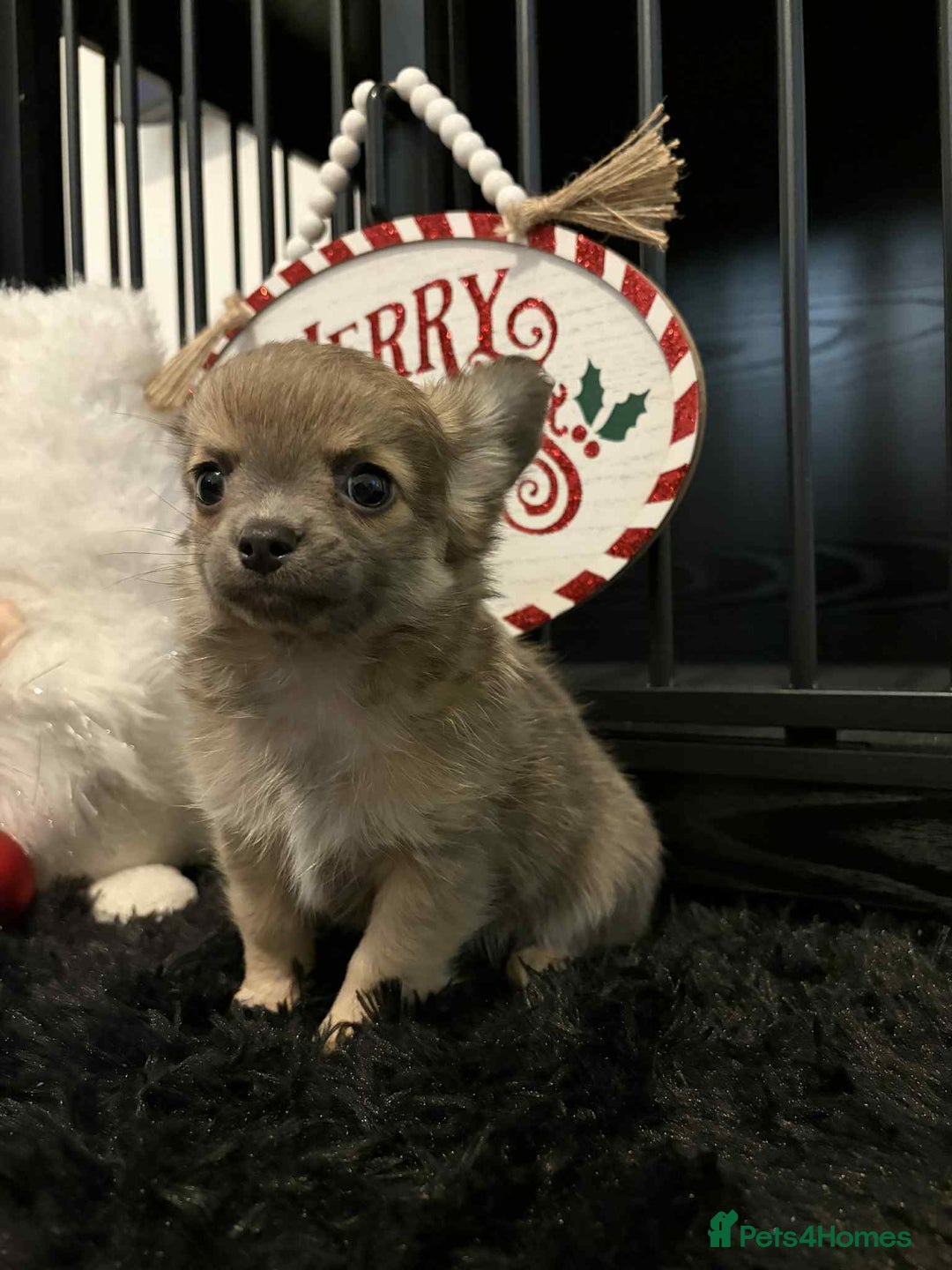 Chihuahua dogs for sale: Beautiful Chihuahua Boy - Advert 3