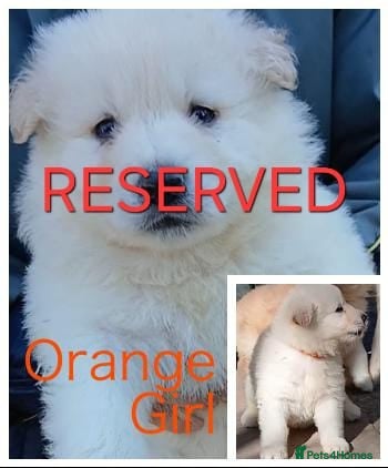 German Shepherd dogs Stunningly Beautiful, Confident German Shepherds - Advert 6