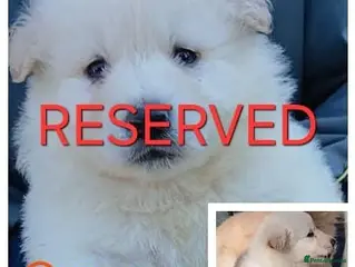 German Shepherd dogs Stunningly Beautiful, Confident German Shepherds - Advert 6