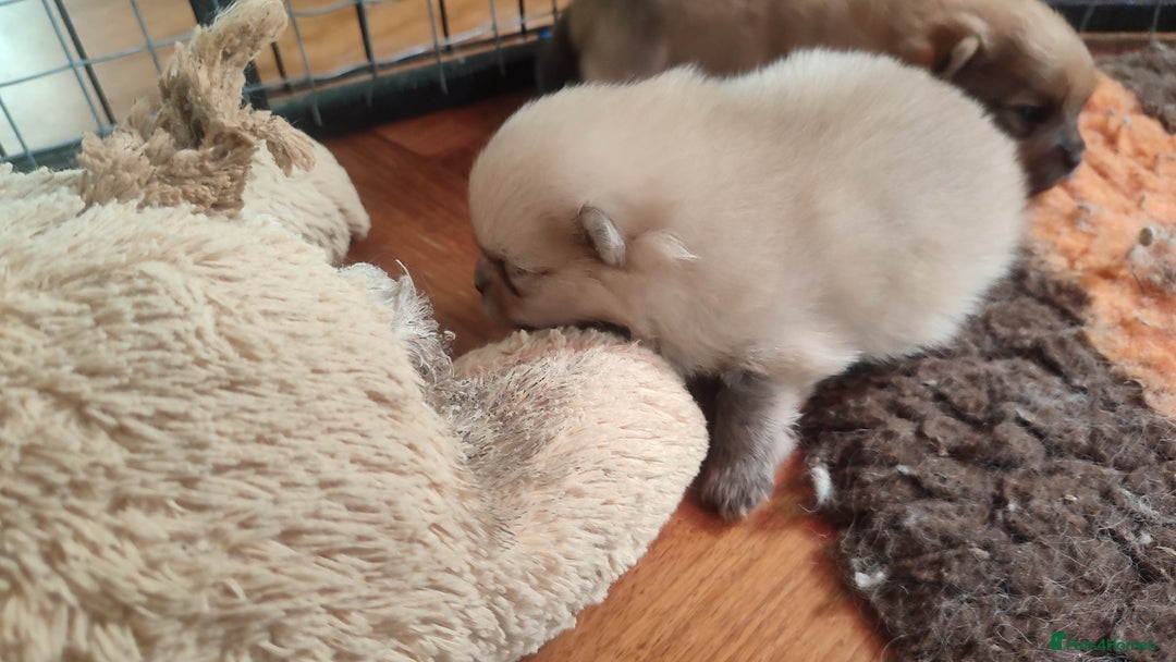 Pomeranian dogs for sale: Top Quality -KC registered  - Image 13