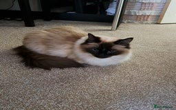 Ragdoll cats for sale: Ragdoll with Starter Kit - Image 6