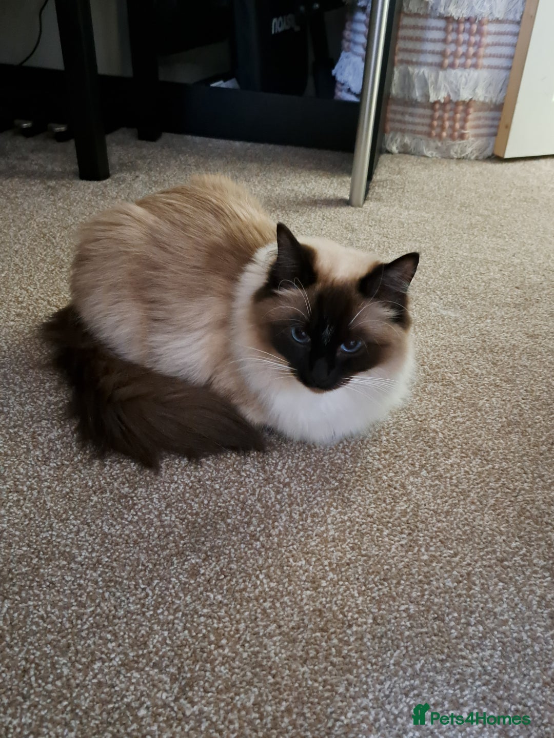 Ragdoll cats for sale: Ragdoll with Starter Kit - Image 6