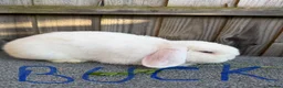Giant Papillon rabbits for sale: Miniloop , netherland draft and continental cross - Advert 2