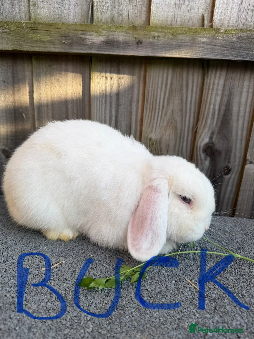 Giant Papillon rabbits for sale: Miniloop , netherland draft and continental cross - Advert 2