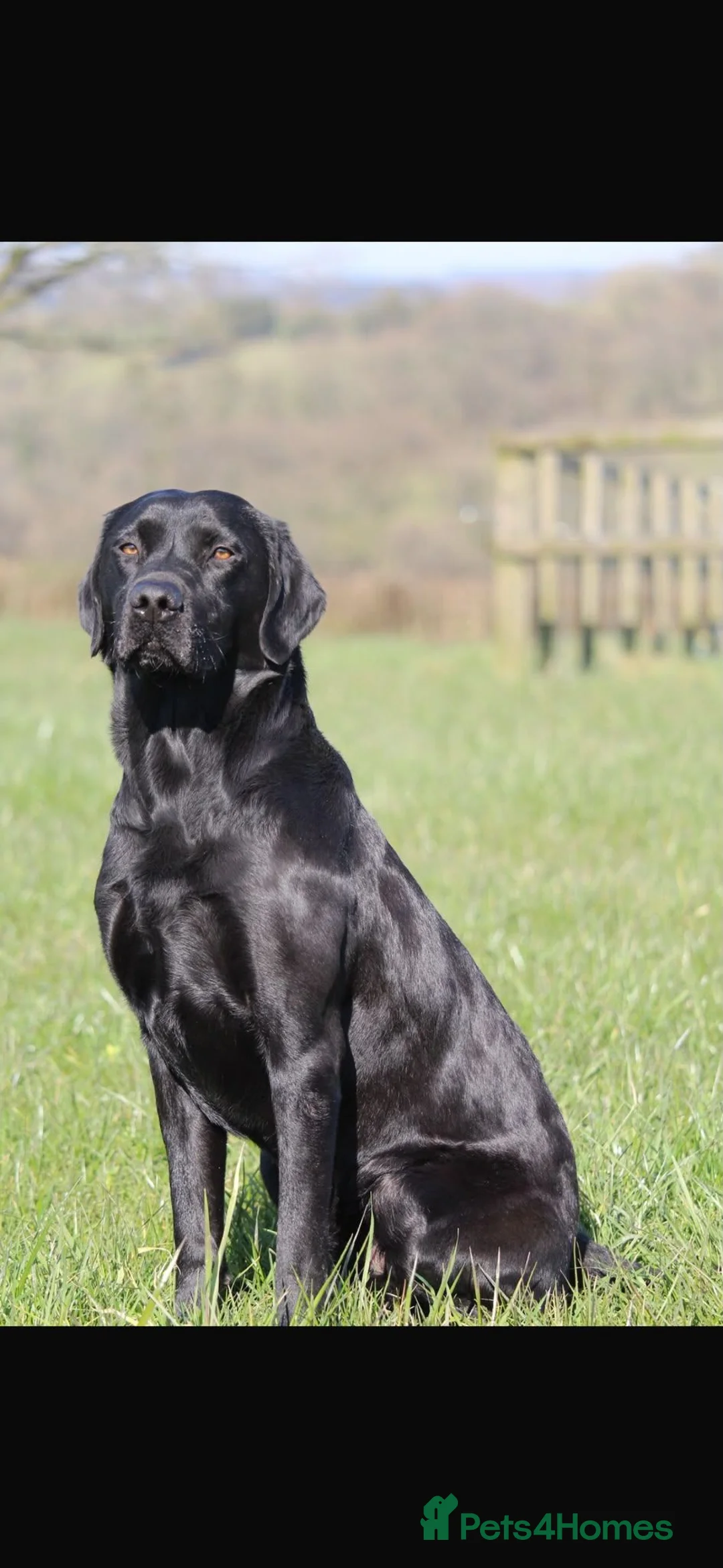 Labrador Retriever dogs for sale: KC Registered Labrador Puppies For Sale - Advert 2