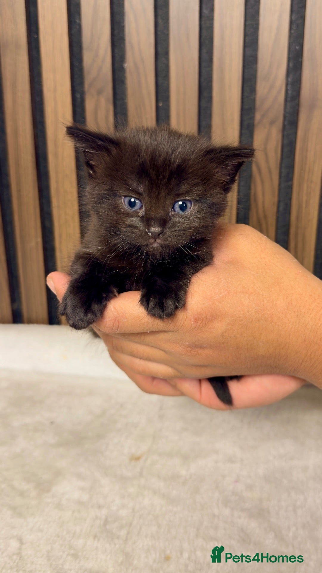 British Longhair cats Last 1 | Fluffy Black Female Kitten | Ready Now - Advert 1
