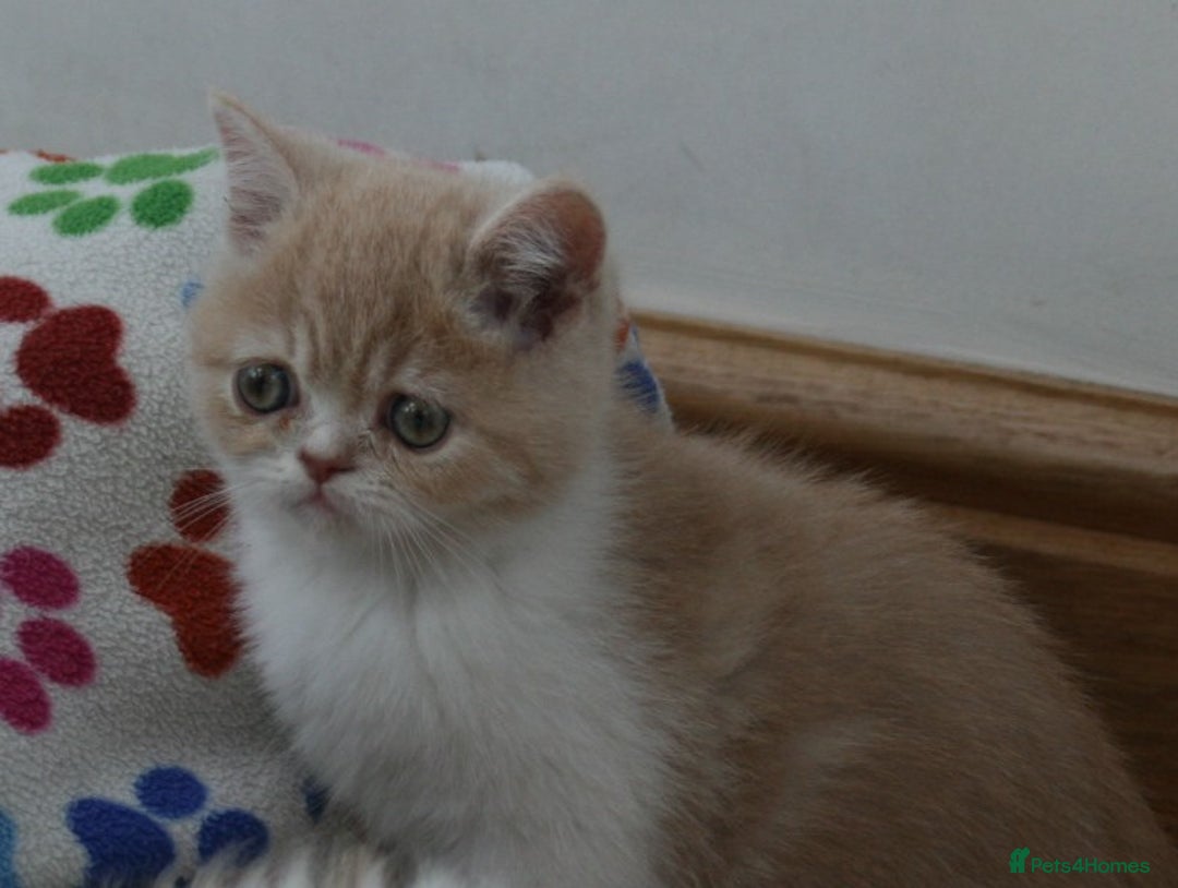 Exotic cats for sale: Exotic pedigree kittens  - Image 8