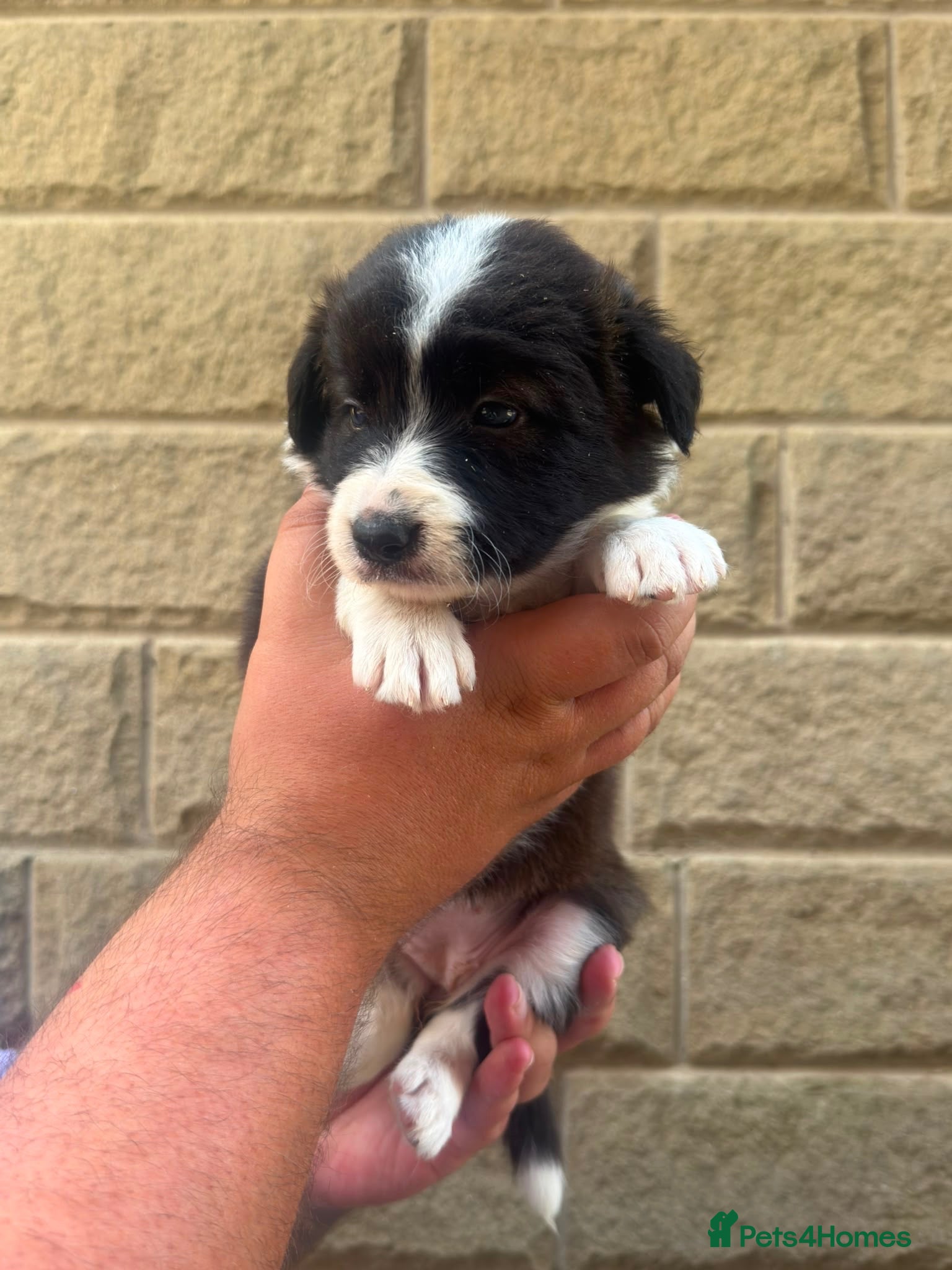 Border Collie dogs KC REGISTERED border collie pups (ONE GIRL LEFT)  - Advert 2