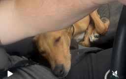 Lurcher dogs for sale: Lurcher pup  - Advert 3