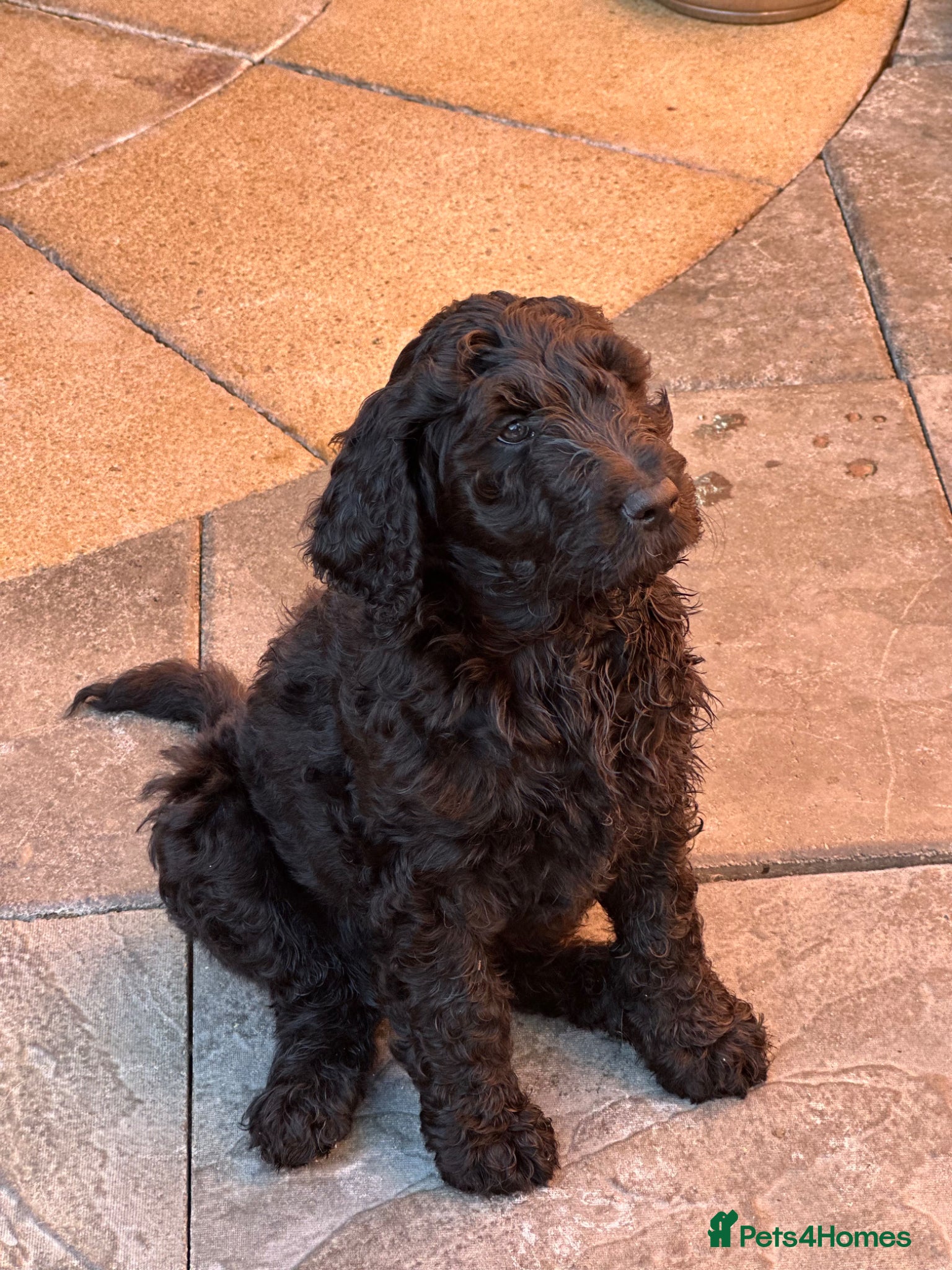 Goldendoodle dogs Goldendoodle pups health tested parents  - Advert 18