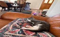 Mixed Breed cats for sale: Boy cat for rehoming - Image 9