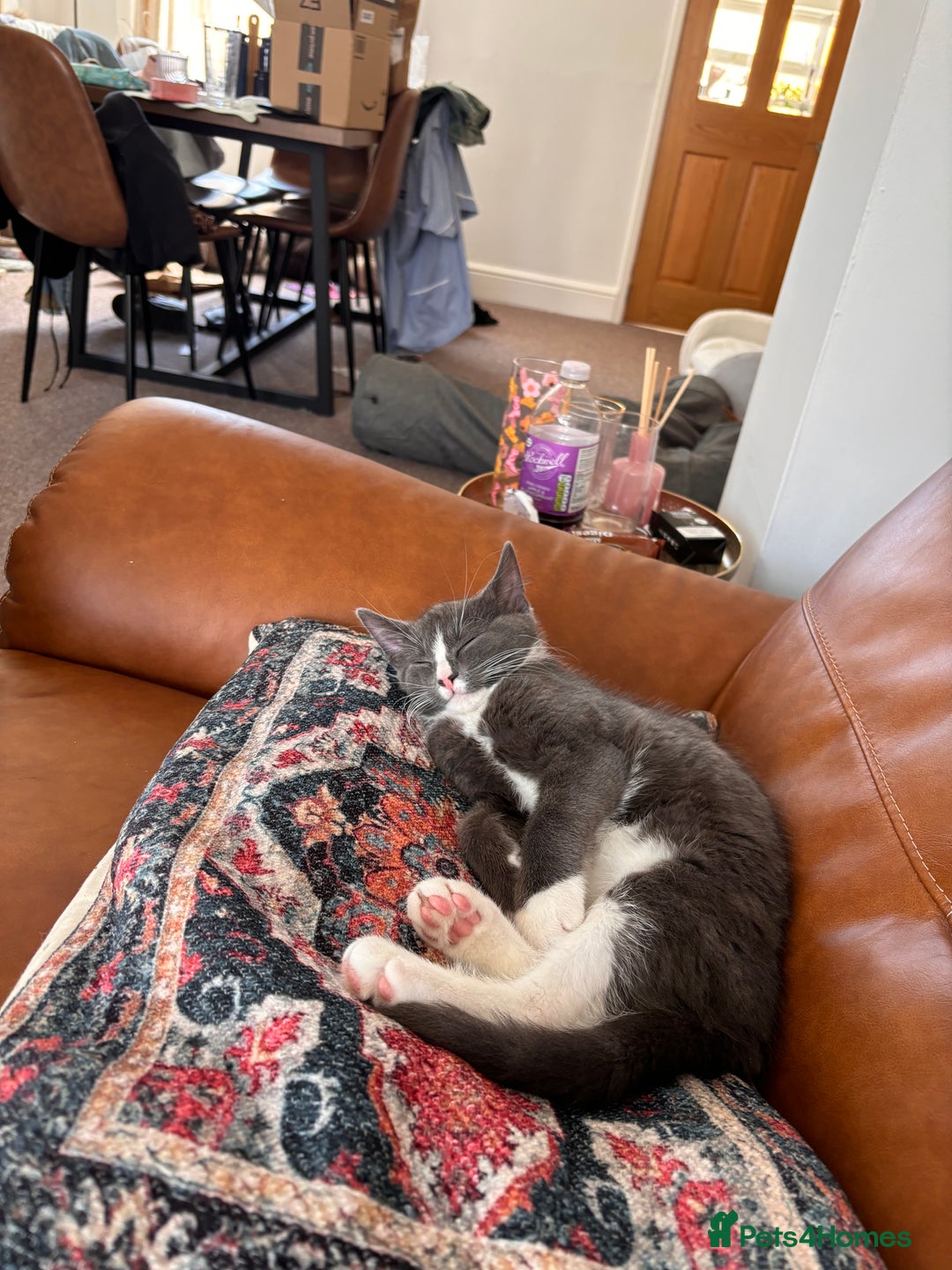 Mixed Breed cats for sale: Boy cat for rehoming - Image 9